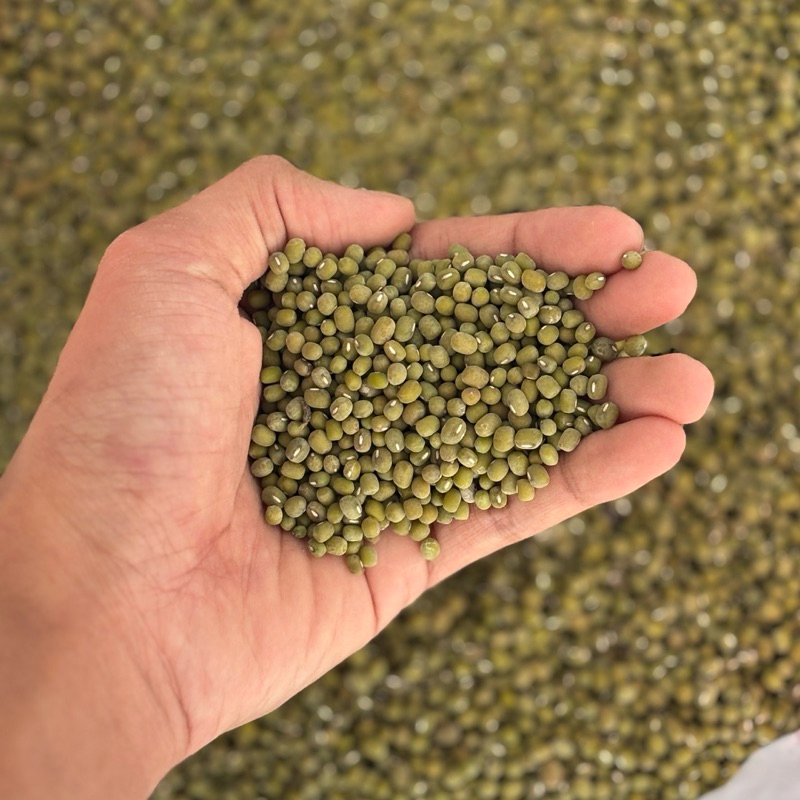 

Kacang Hijau Original Local Kacang Hijau 250Gram-500Gram-1Kg