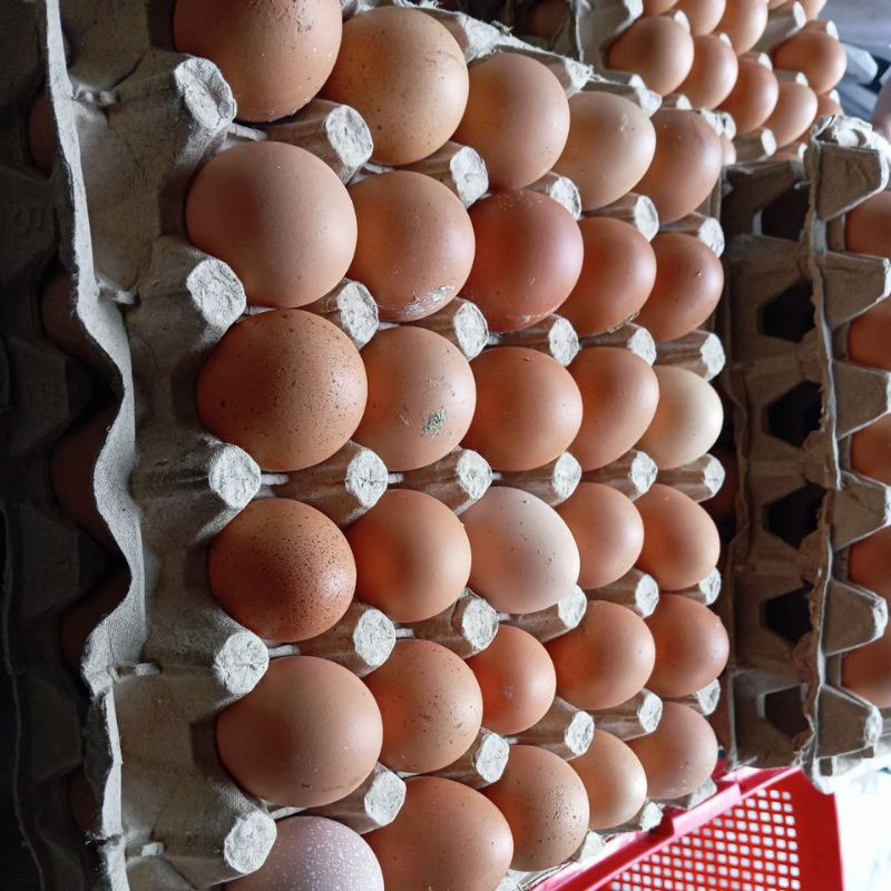 

Telur Ayam Negeri 1 Tray (30 Butir)