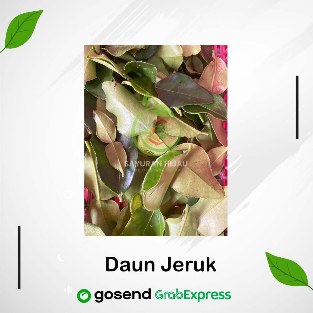 

Daun Jeruk Segar dan fresh 30gr