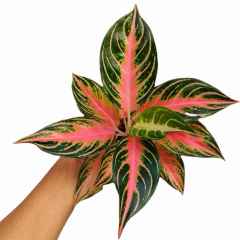 bunga aglonema pink sunset (remaja & anakan)