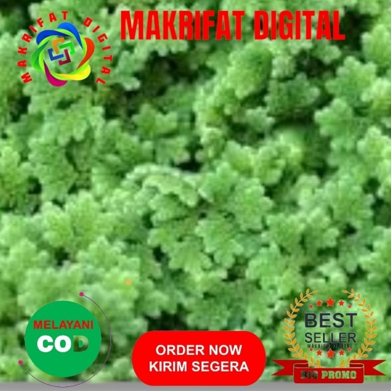 MAKRIFAT DIGITAL Paket 500 gram AZOLLA Pakan Ikan Bibit AZOLLA Pakan Ternak Protein Nabati Alami Pak