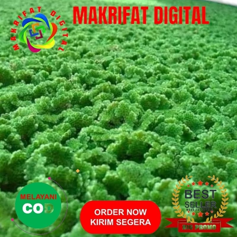 MAKRIFAT DIGITAL Paket 100  gram AZOLLA Pakan Ikan Bibit AZOLLA Pakan Ternak Protein Nabati Alami Pa