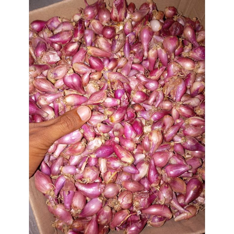 

Bawang Merah Tanggung kecil berkualitas harga terjangkau