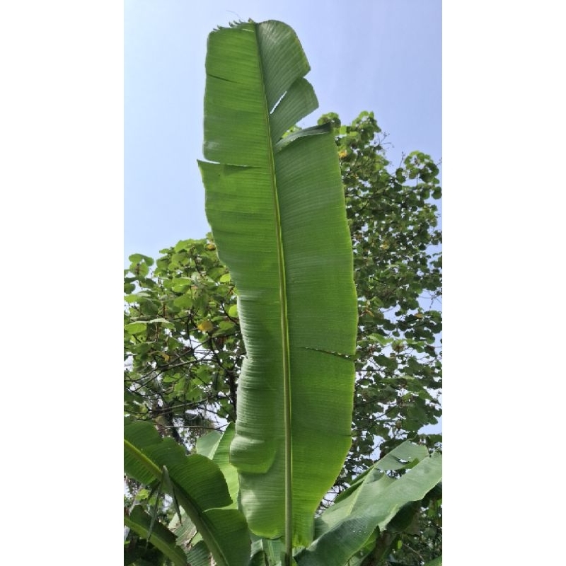 

Daun Pisang Kepok 1 Tangkai Pohon