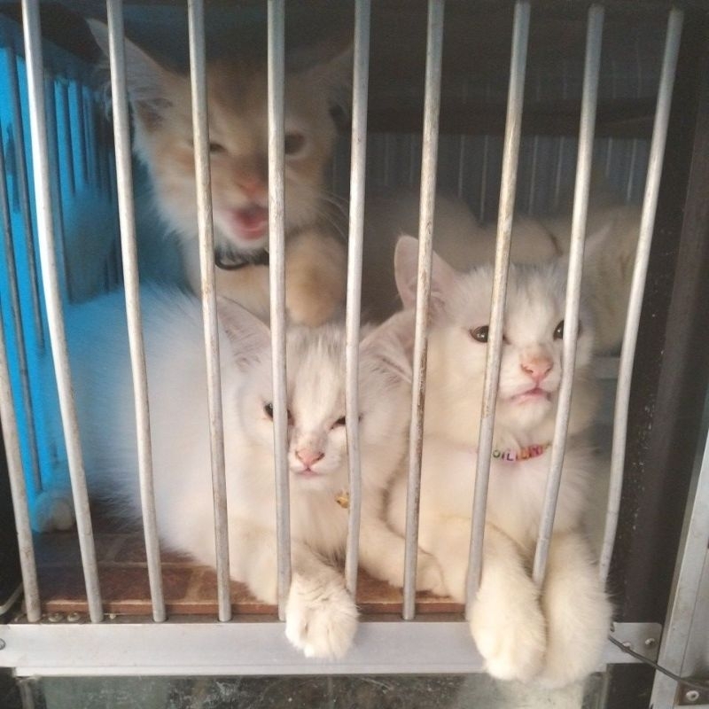 Keranjang Kucing Putih