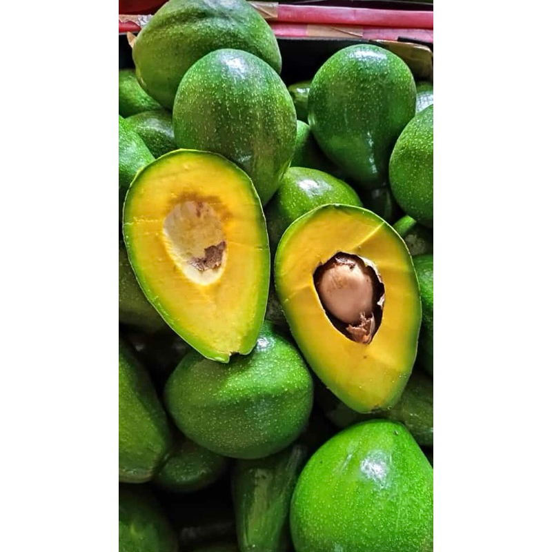 

Alpukat Mentega Muria