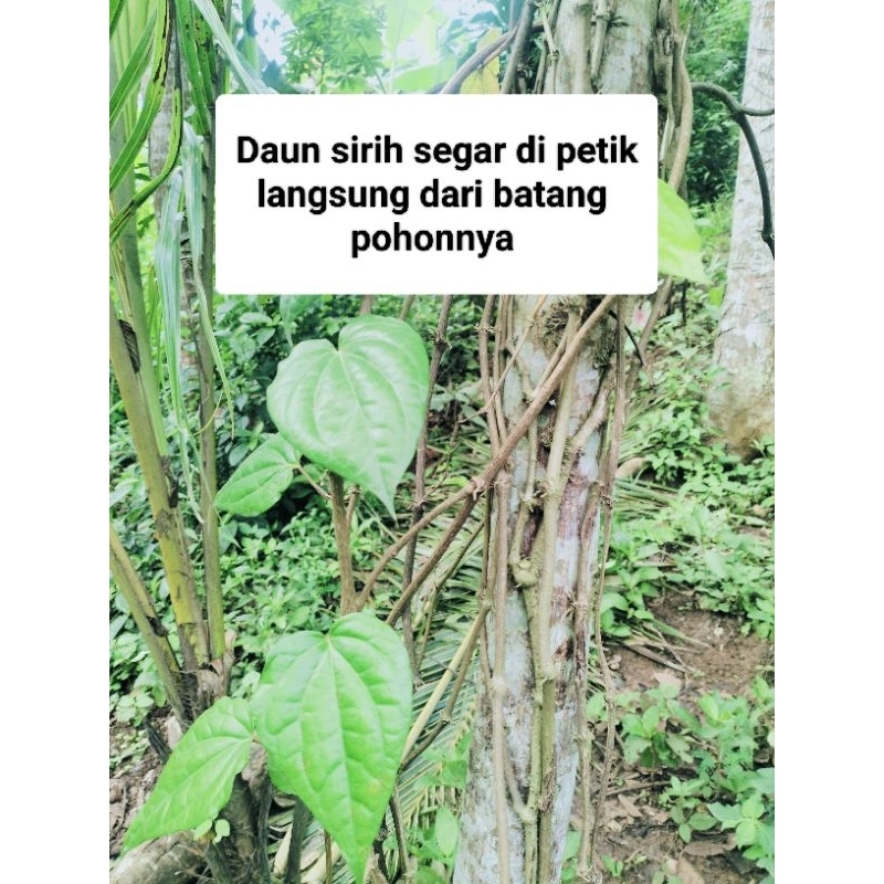 

Daun sirih segar 1 kg daun sirih hijau langsung dipetik dari batang pohonya