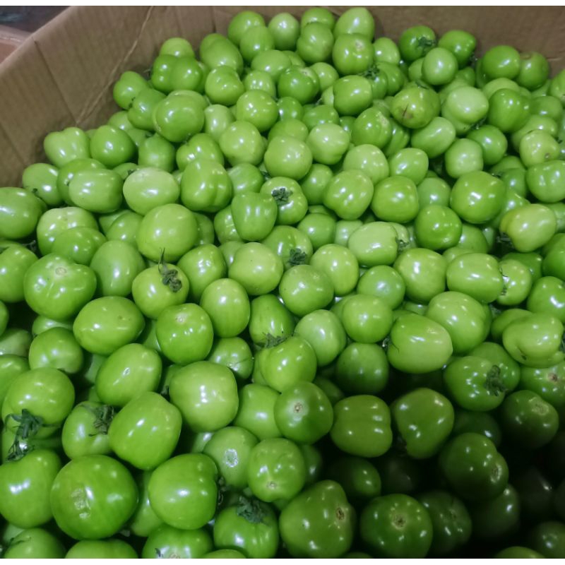 

Tomat hijau 1 kg / tomat hijau premium/ tomat hijau segar