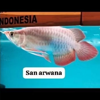 arowana sr SB Apple short body super red arowana spesial SR SB apel ITL