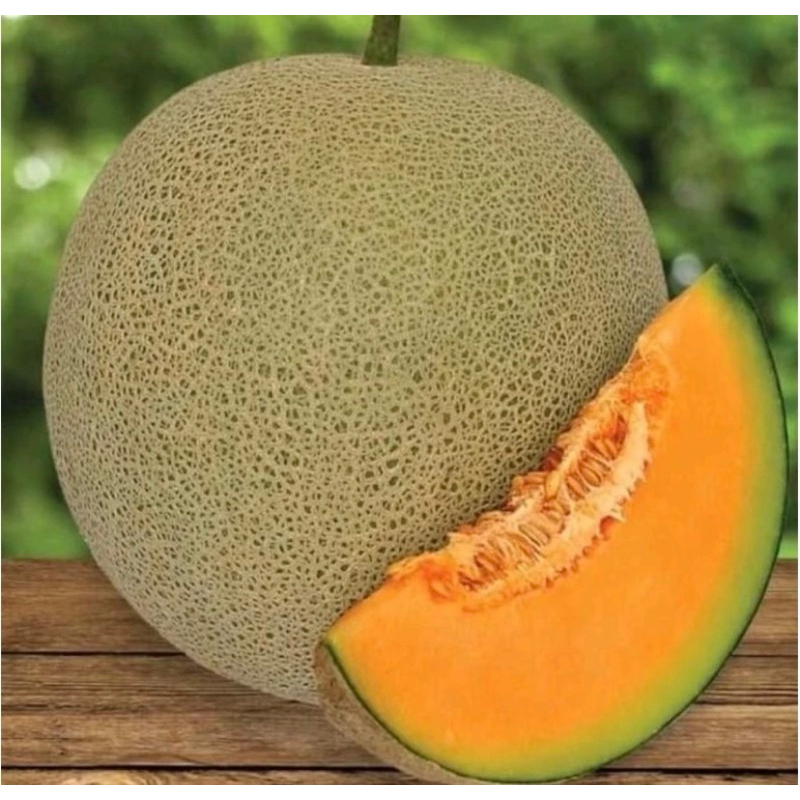 COD  50+ BENIH MELON MADU F1 SUPER MANIS MADU