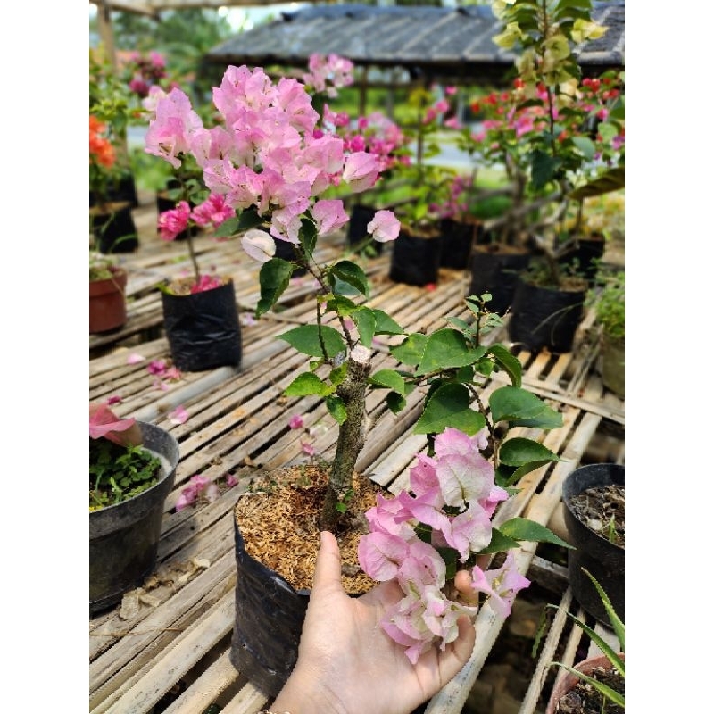 BOUGENVILLE BENGAWAN SOLO