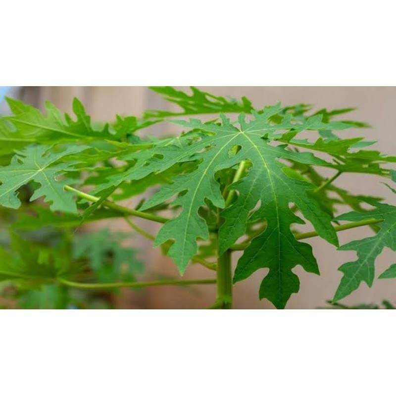 

Daun pepaya segar Tanaman sayut Daun, petik saat ada order/Nur'falisha oll shopp