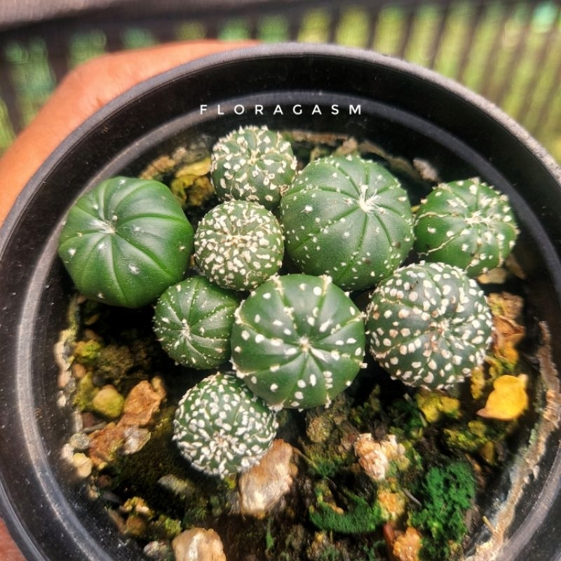 Baby Astrophytum Asterias
