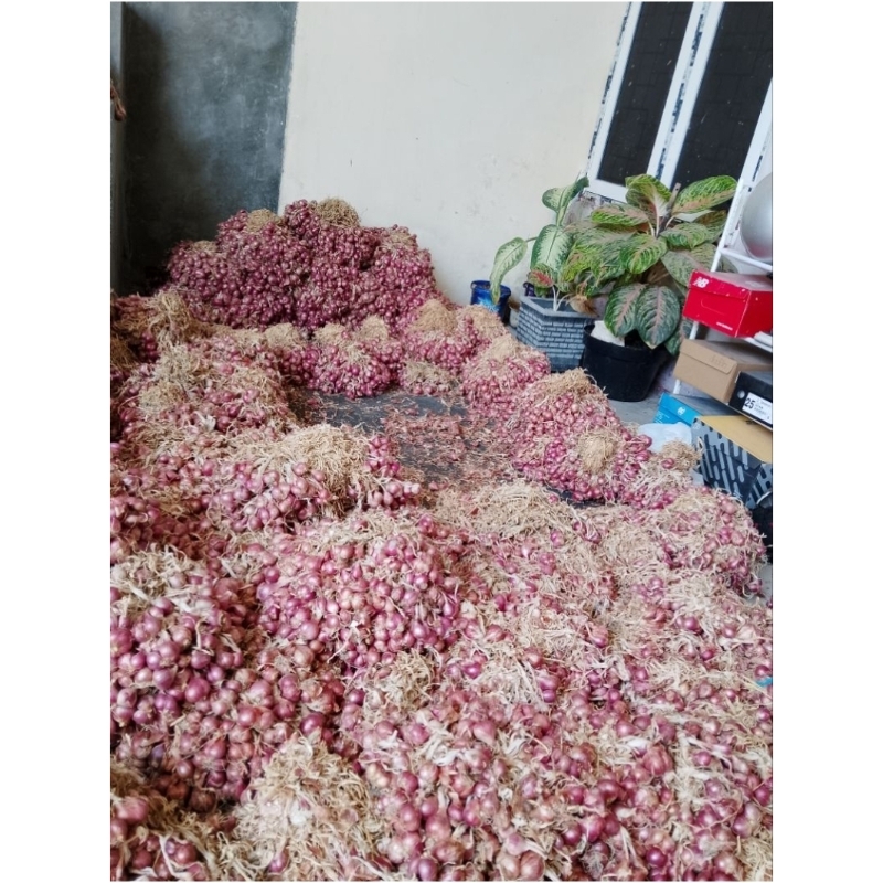 

bawang merah probolinggo