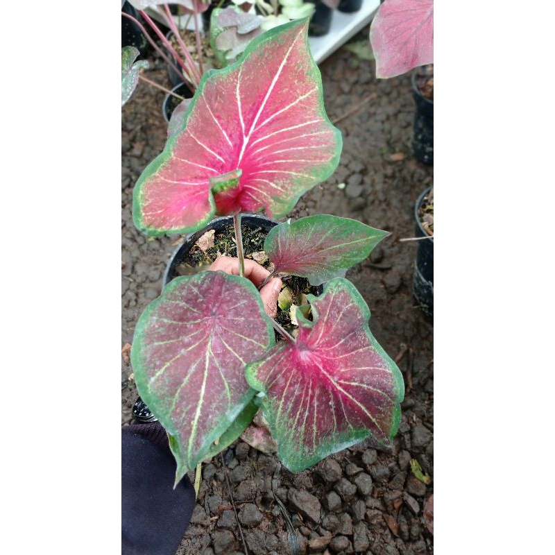 Tanaman Hias Caladium Hybrid