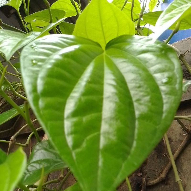 

daun sirih hijau daun fresh 30 lembar order baru dipetik