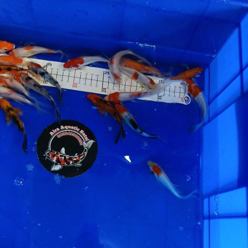 

Stiker koi slayer kohaku utsuri sanke 15cm