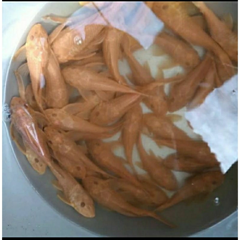 

HIASAN AQUARIUM/SAPU SAPU ALBINO 4-5 CM