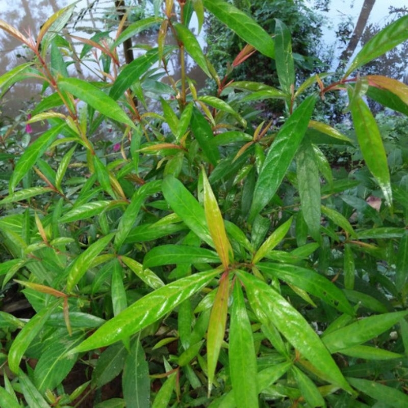 

DAUN HEJO MENCOS SEGAR MURAH DI PETIK DADAKAN