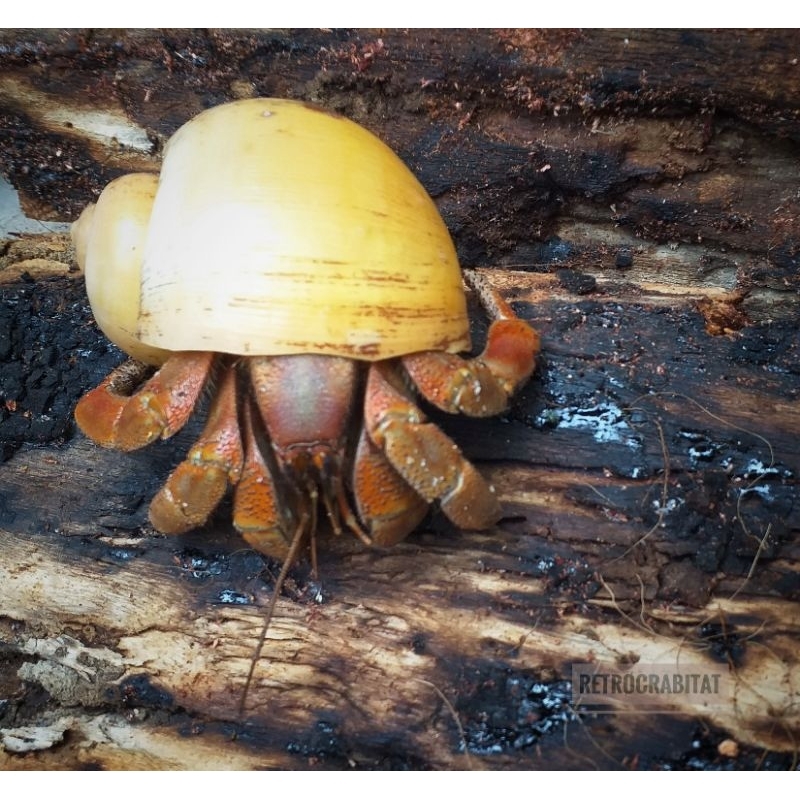 Mainan edukasi & hobi umang coenobita variabilis size XL