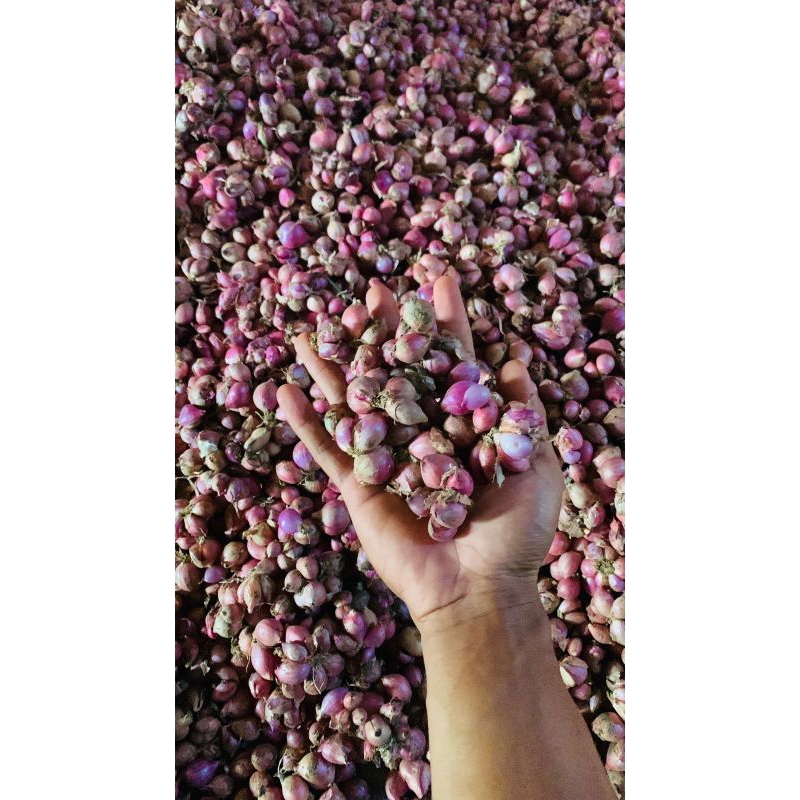 

bawang merah lokal kecil murah 1kg