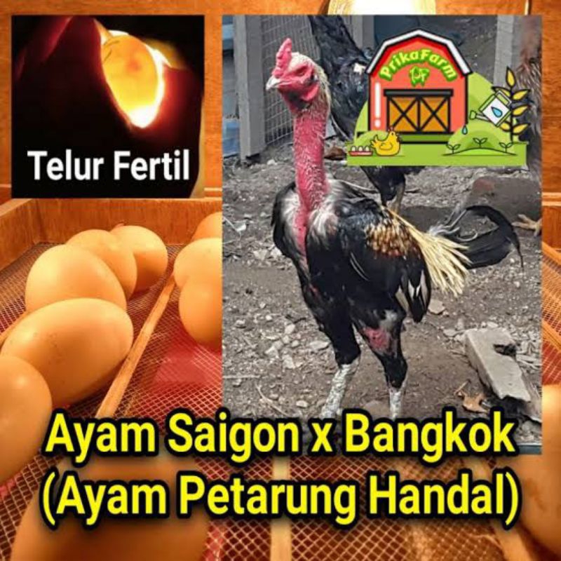 

PROMO!! TELUR AYAM FERTIL SAIGON UNTUK DI TETASKAN