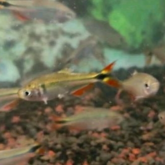 

HIASAN AQUARIUM - BOINES AIRES TERTA UKURAN 3 CM