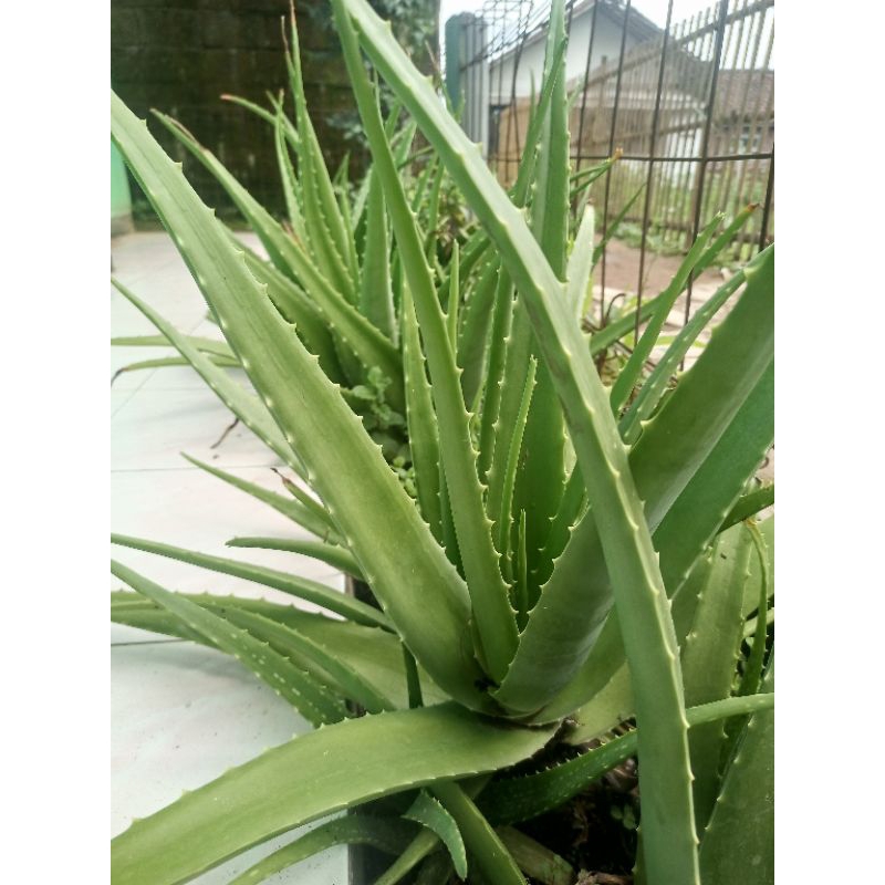 

lidah buaya