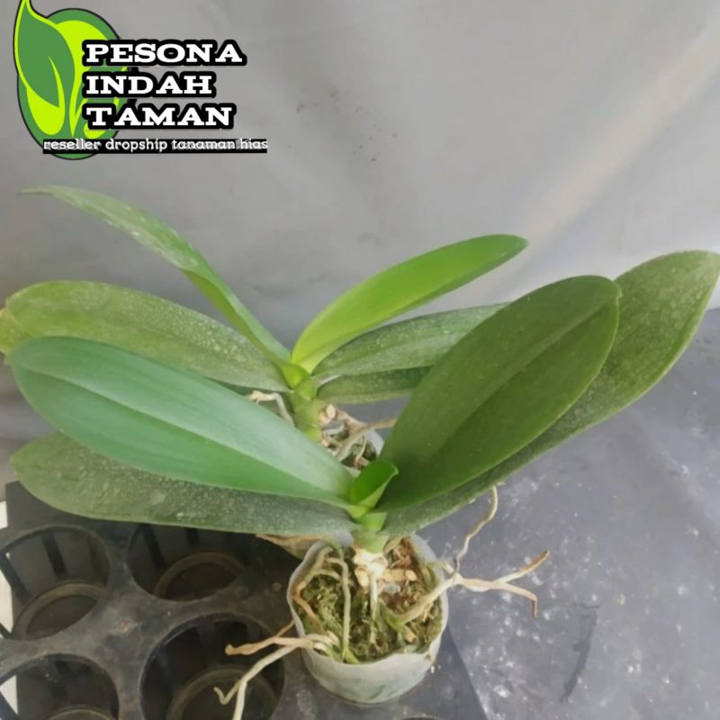 Anggrek bulan dewasa pasca berbunga - Bunga anggrek