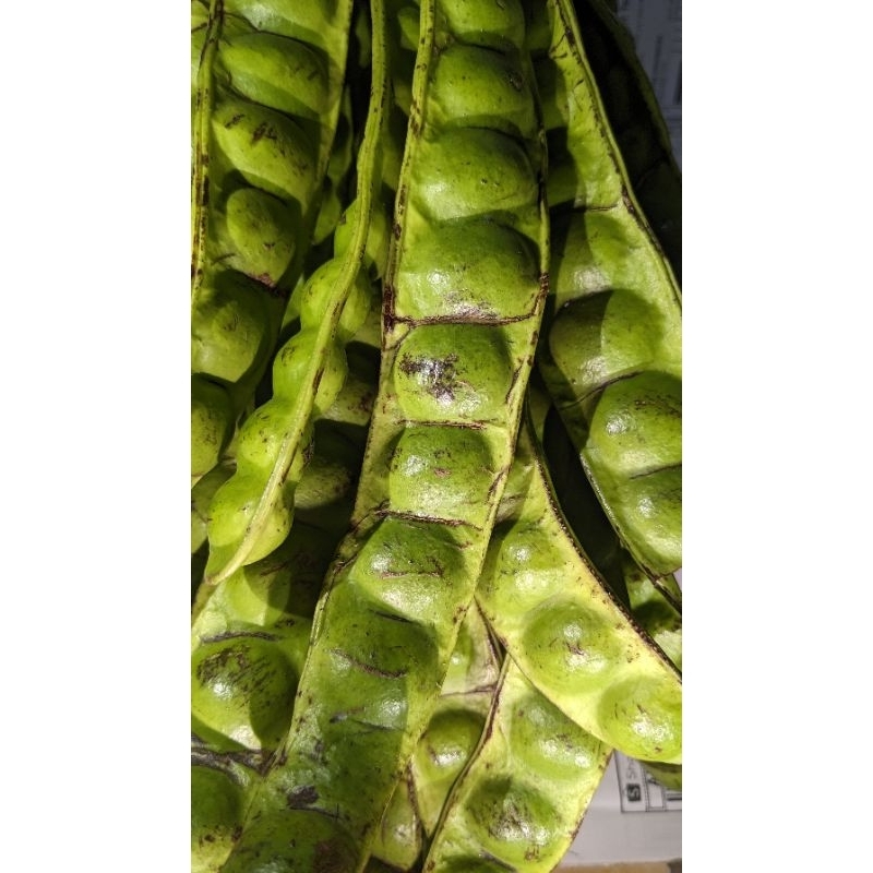 

Pete tua fresh dadakan 1pcs / 1 lonjor / 1 papan