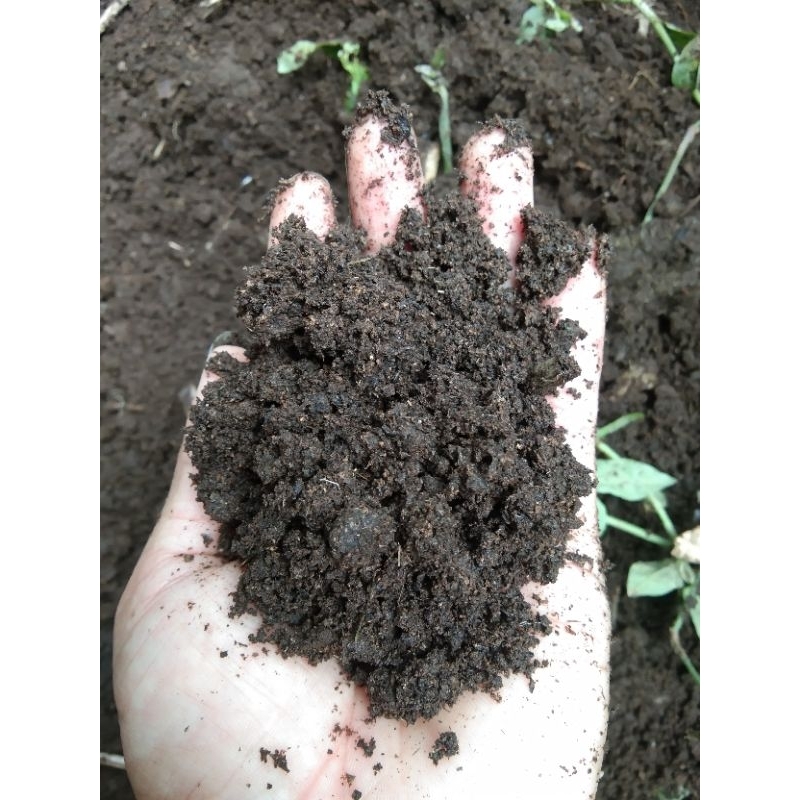 Pupuk kohe sapi fermentasi alami