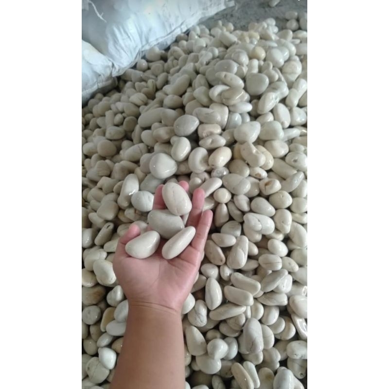 batu koral kupang putih