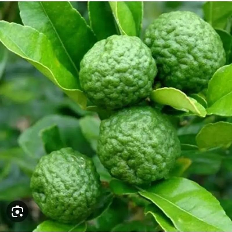 bibit jeruk purut sudah berbunga / berbuah