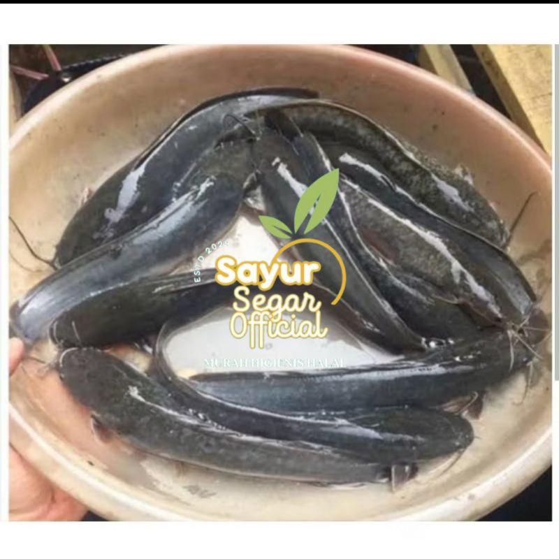 

Ikan Lele Segar 500gr / 1kg - Kirim Instan