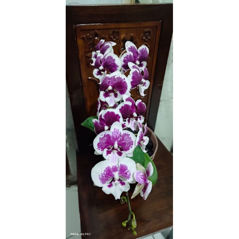 anggrek bulan jumbo premium