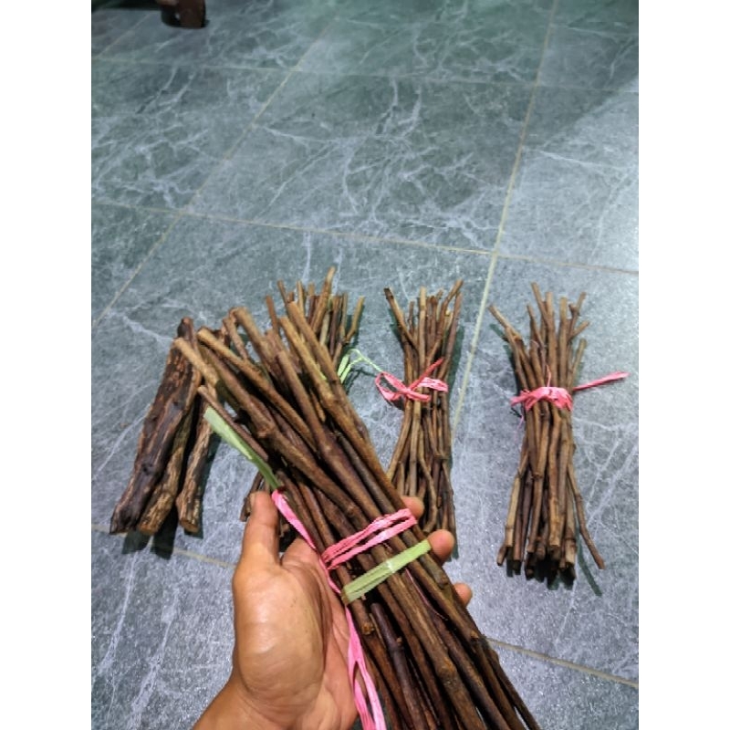 Rootstock Anggur (Batang Bawah)