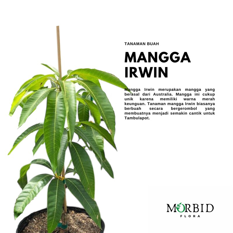 Bibit Tanaman Buah Mangga Irwin - mangga ungu - Tabulampot Okulasi