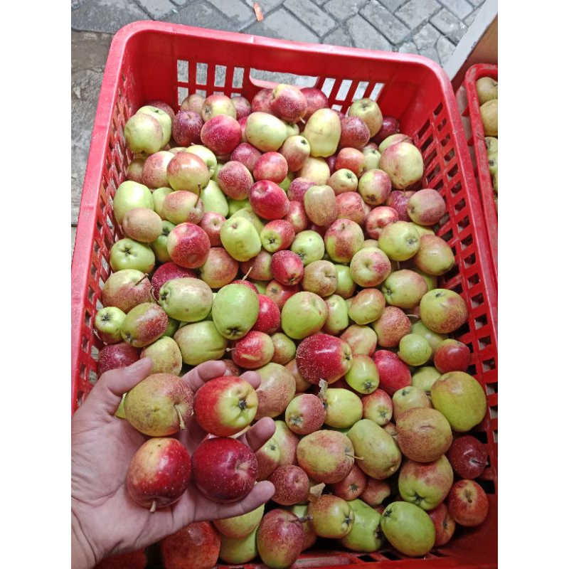 

Apel Ana mini 2 kg kota batu