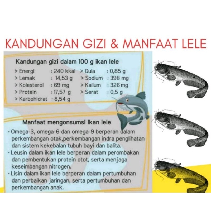 

♡OK ORIGINAL♡ IKAN LELE SEGAR BARU DIPANEN LANGSUNG PETANI