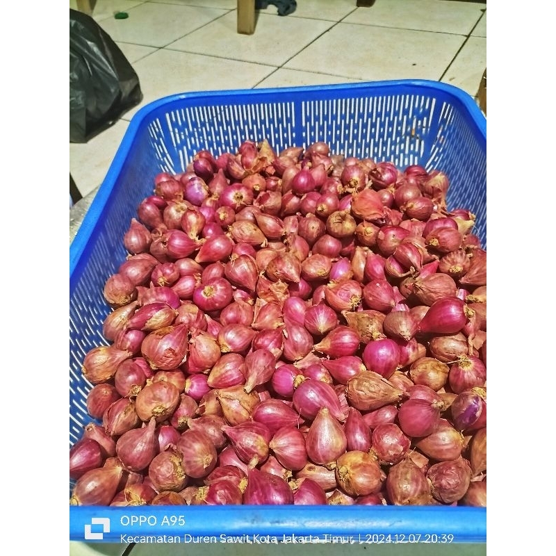 

Bawang Merah Brebes Besar 1KG Harga Terjangkau