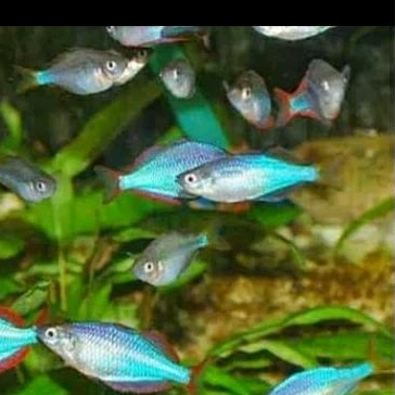 

PEACOK RAINBOW UKURAN 4 CM_KADO AQUARIUM