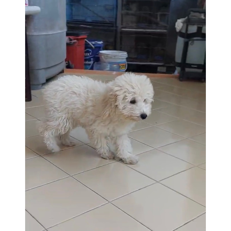 Dijual anak puppy anjing poodle murah betina jantan warna putih fawn hadiah natal anak lucu boneka