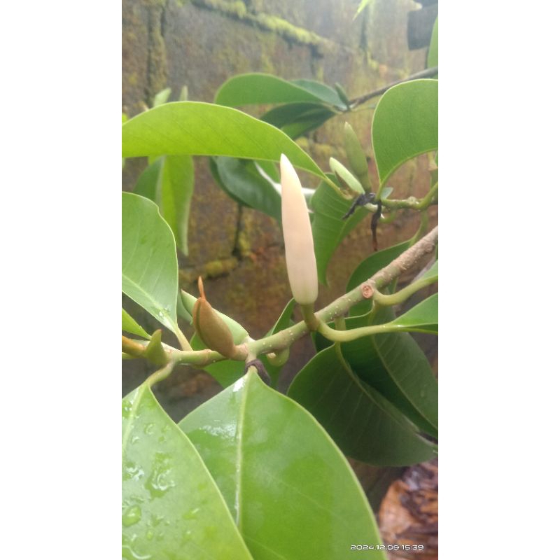 4 pcs bunga kantil putih segar masih kuncup bunga cempaka bunga gading Tanaman Hias