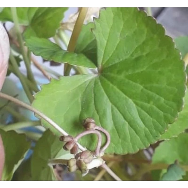 

Daun Antanan Segar/Daun Pegagan 250grm