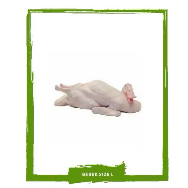 Bebek (Size Besar) / Daging Segar By Sayur Mallah