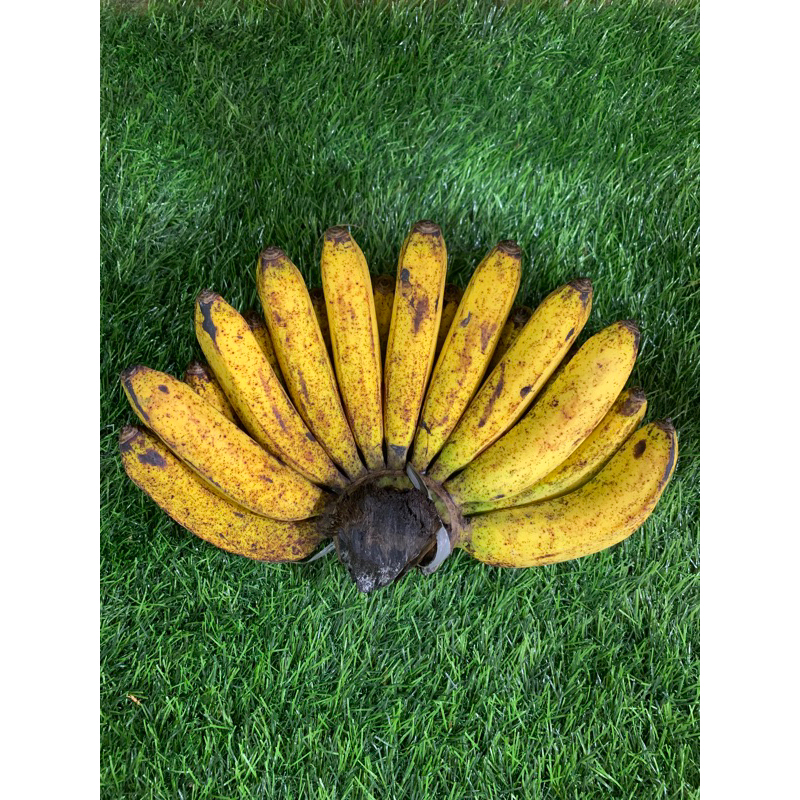 

Pisang Barangan 1 Sisir