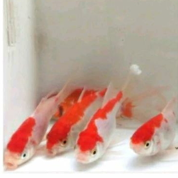 

HIASAN KOLAM - KOMET UKURAN 9-11 CM