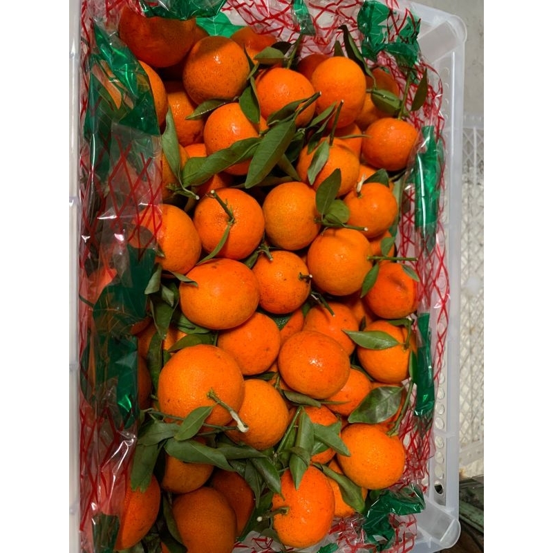 

Santang Daun Tangerin