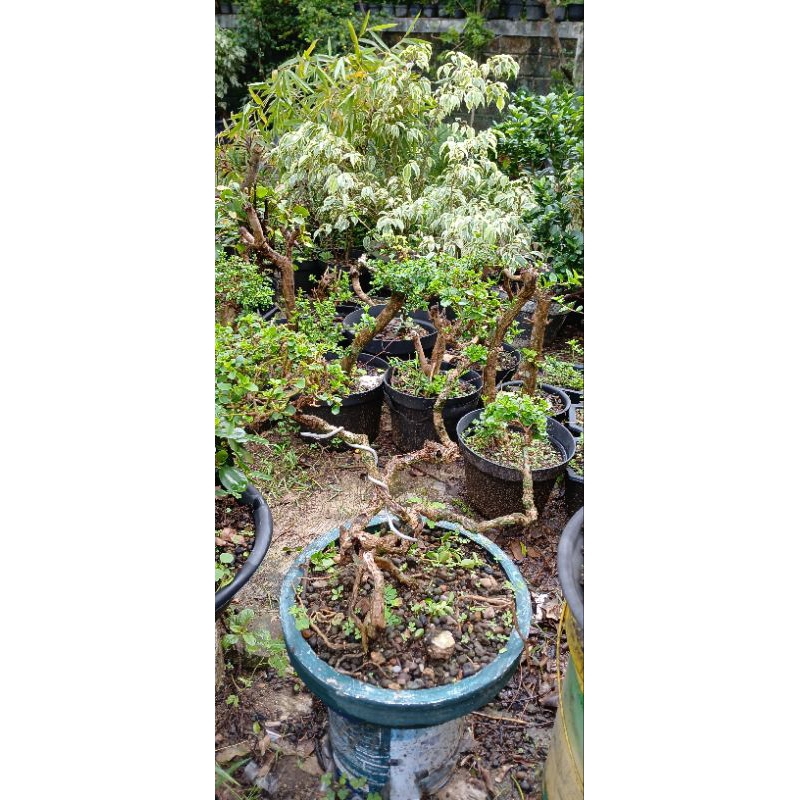 bonsai wacang wahong sancang