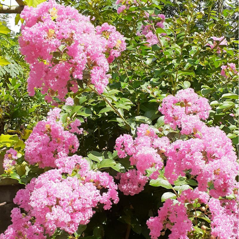 promo bunga sakura lokal warna pink sakura lokal pink hasil cangkok